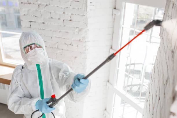 Best Black Mold Removal  in Beaumont, CA