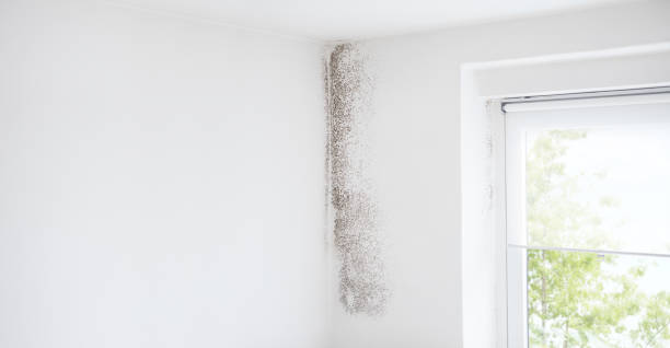Best Biohazard Mold Removal  in Beaumont, CA