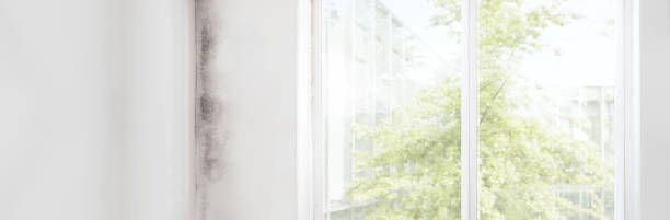 Best Mold Remediation for Healthcare Facilities  in Beaumont, CA