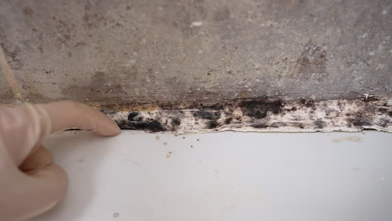 Best Mold Prevention Services  in Beaumont, CA