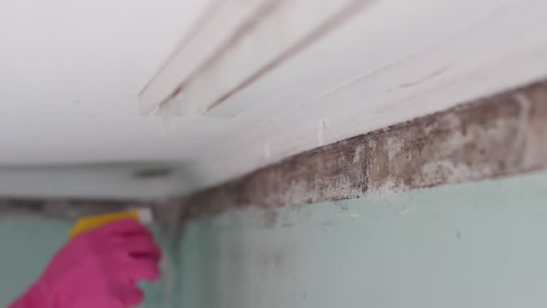 Biohazard Mold Removal in Beaumont, CA
